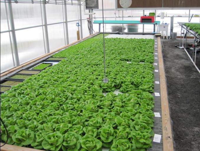 CEA greenhouse - lettuce on rafts