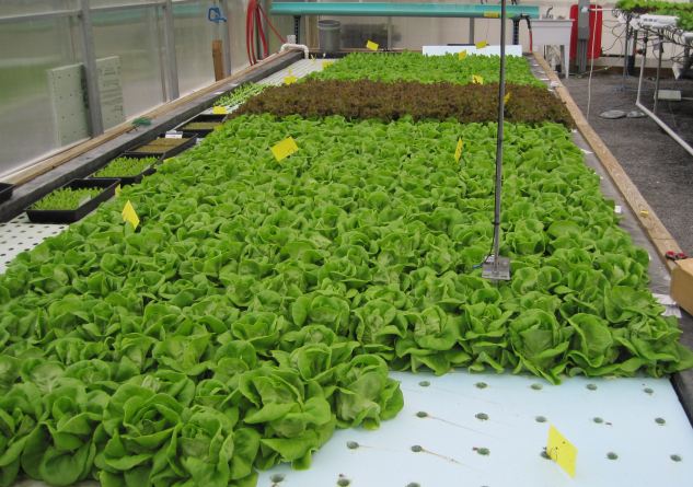 CEA greenhouse - raft hydroponics