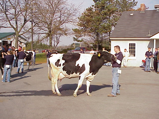 Dairy Judging Contest
