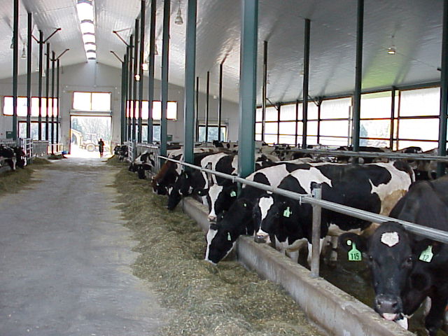 Free-stall Barn (November 2001)