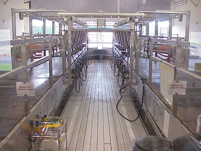 Milking Parlor (November 2001)